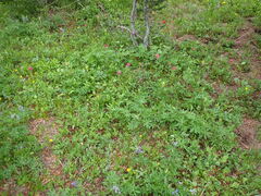 Castilleja parviflora oreopola