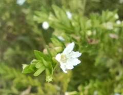 Epilobium billardiereanum