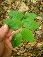 Streptopus lanceolatus