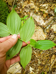 Streptopus lanceolatus