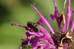 Lucilia coeruleiviridis