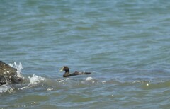 Somateria mollissima