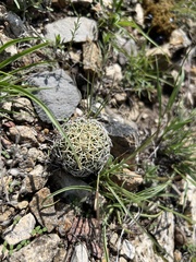 Coryphantha