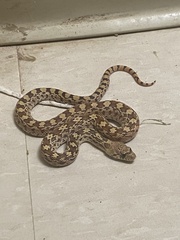 Pituophis catenifer