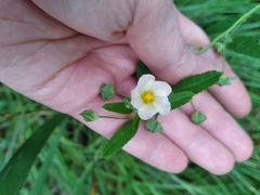Sida rhombifolia