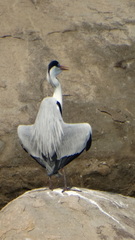 Ardea cocoi