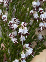 Erica
