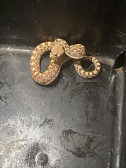 Pituophis catenifer