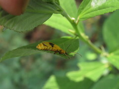 Chauliognathus flavipes