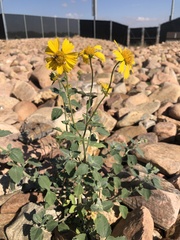 Verbesina encelioides