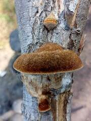 Coriolopsis gallica