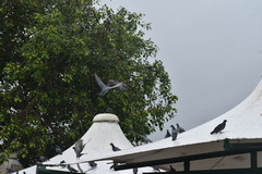 Columba livia domestica