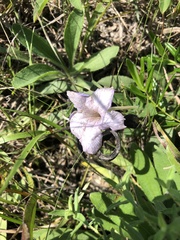 Ruellia