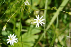 Stellaria graminea
