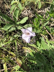 Ruellia