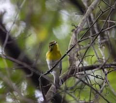 Vireo flavifrons
