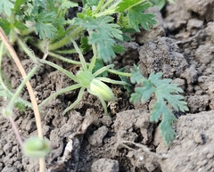 Micrommata virescens