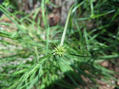 Cyperus lupulinus