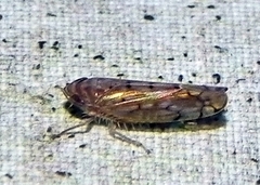 Osbornellus