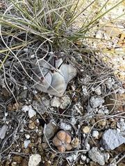 Cactoideae