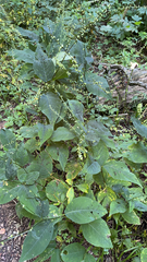 Persicaria virginiana