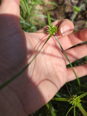 Cyperus lupulinus