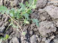 Micrommata virescens