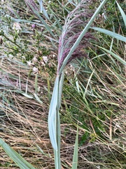 Phragmites australis australis
