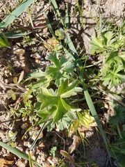 Pelargonium alchemilloides