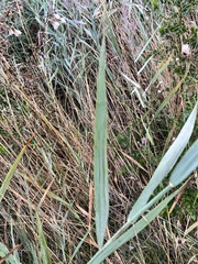 Phragmites australis australis