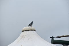 Columba livia domestica