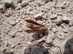 Polistes peruvianus