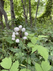 Actaea rubra neglecta