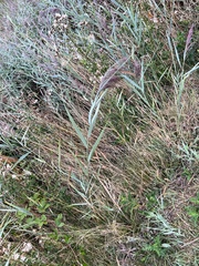 Phragmites australis australis