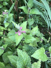 Stachys palustris
