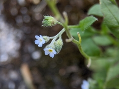 Myosotis arvensis