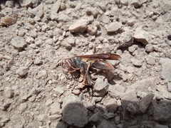 Polistes peruvianus
