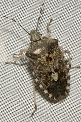 Rhaphigaster nebulosa