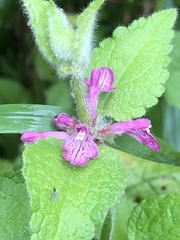 Stachys palustris
