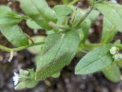 Myosotis arvensis