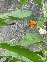 Dryas iulia moderata