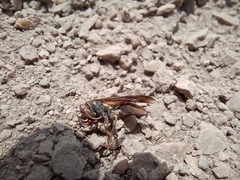 Polistes peruvianus