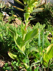 Satyrium odorum