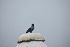 Columba livia domestica