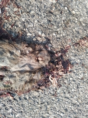 Rattus norvegicus