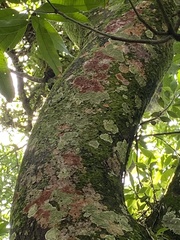 Herpothallon rubrocinctum