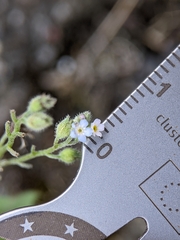 Myosotis arvensis