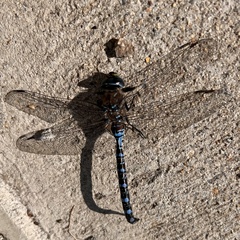 Aeshna interrupta