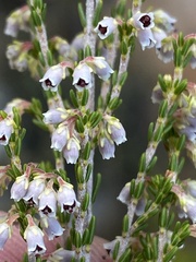 Erica inamoena