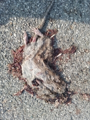 Rattus norvegicus